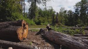 Best Tree Disease Treatment  in Broadlands, VA