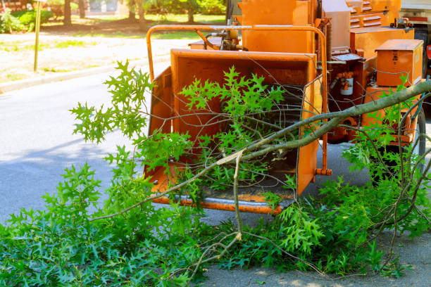 Best Storm Damage Tree Cleanup  in Broadlands, VA