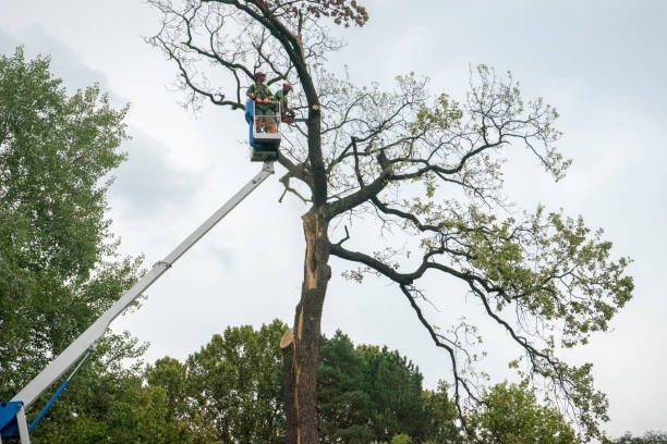 How Our Tree Care Process Works  in  Broadlands, VA