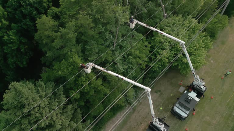 Best Fruit Tree Pruning  in Broadlands, VA