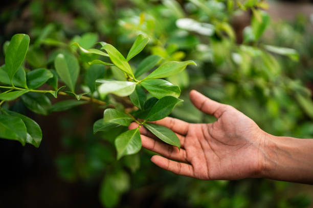 Best Tree Mulching  in Broadlands, VA