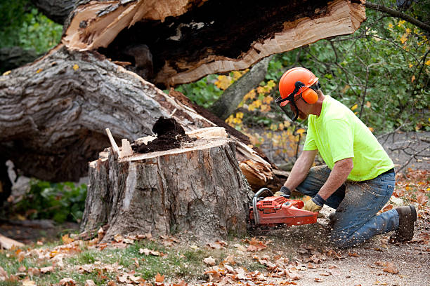 Best Tree Maintenance Programs  in Broadlands, VA