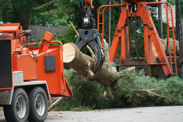 Best Tree Removal  in Broadlands, VA