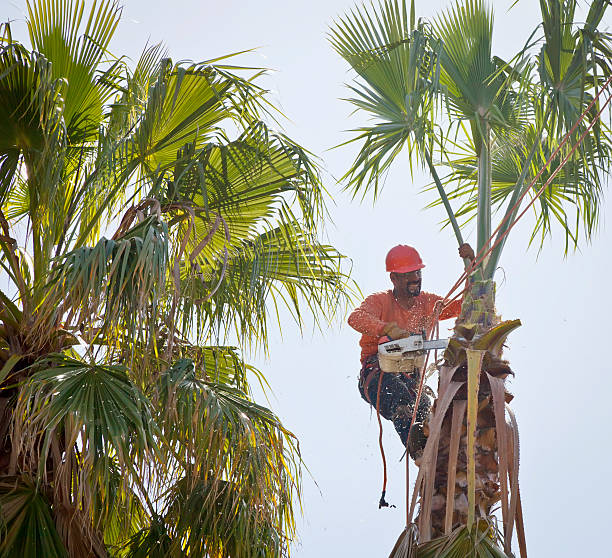 Best Tree Maintenance Programs  in Broadlands, VA