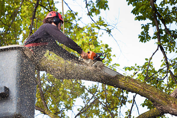 Best Emergency Tree Removal  in Broadlands, VA