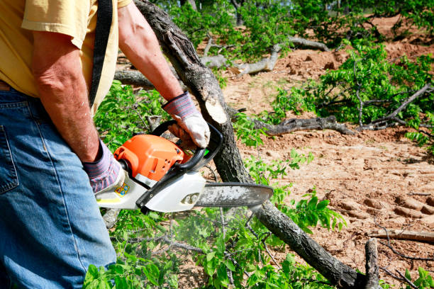 Best Tree Trimming and Pruning  in Broadlands, VA